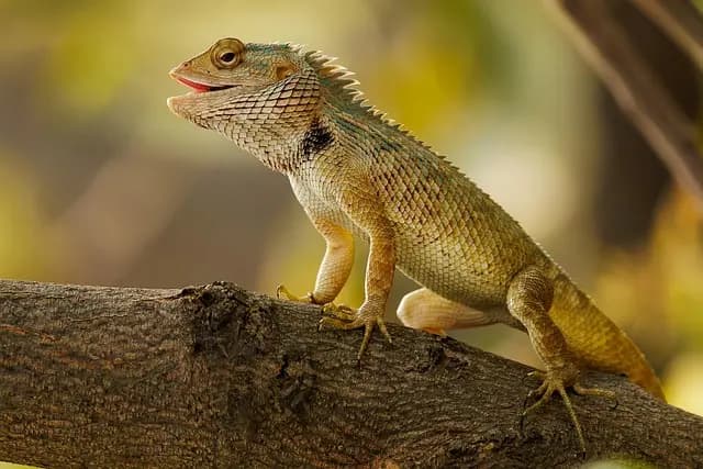 Styles de meubles de jardin : Guide d'achat complet