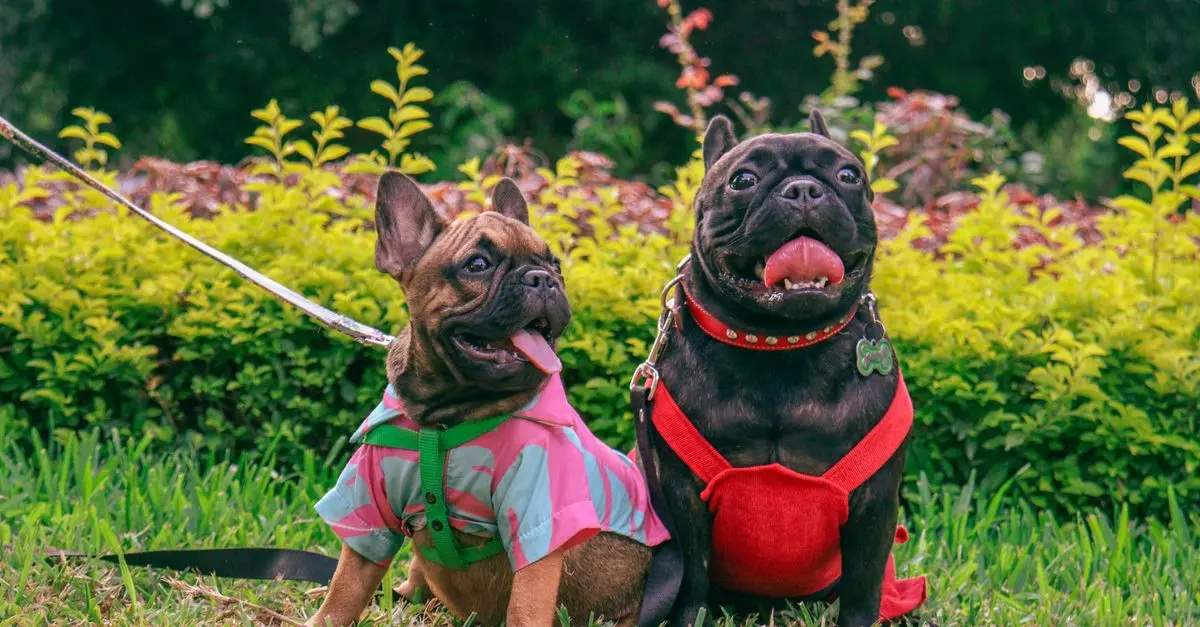 Popular Dog Breeds Buying Guide